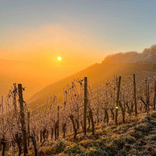 Winterlandschaft im Winninger Weinberg, mit sanften Sonnenstrahlen, die die verschneiten Reben erleuchten – ideal für eine Wanderung durch die Natur.