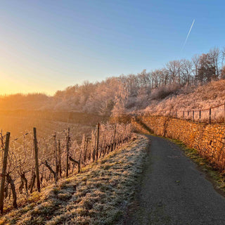 Winterlandschaft im Winninger Weinberg, mit sanften Sonnenstrahlen, die die verschneiten Reben erleuchten – ideal für eine Wanderung durch die Natur.