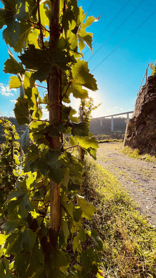 Weinrebe und Blick auf die Winninger Brücke